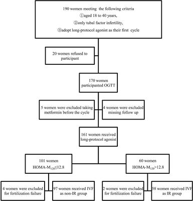 Insulin Resistance Adversely Affect IVF Outcomes in Lean Women Without PCOS